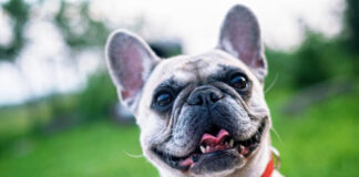 Karma dla buldoga francuskiego – czy musi być specjalna?